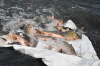 Örömhír a horgászoknak: 30 mázsa ponty került a Holt-Tiszába